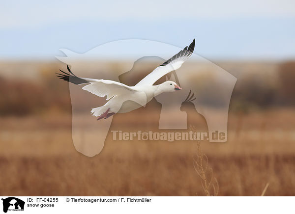 snow goose / FF-04255