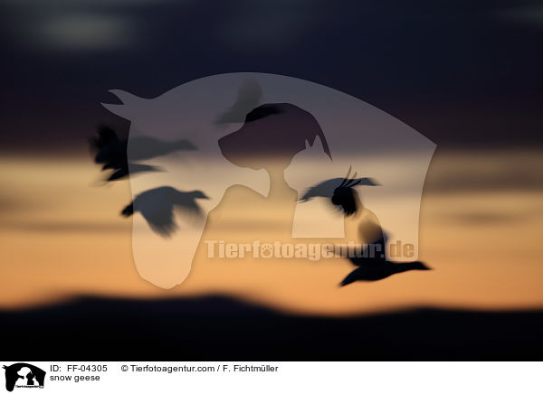 Schneegnse / snow geese / FF-04305