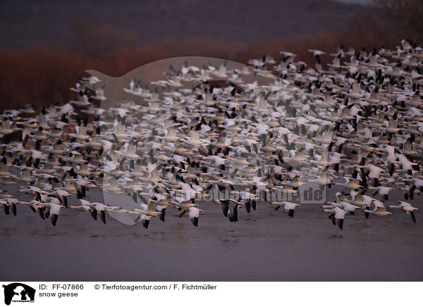 Schneegnse / snow geese / FF-07866