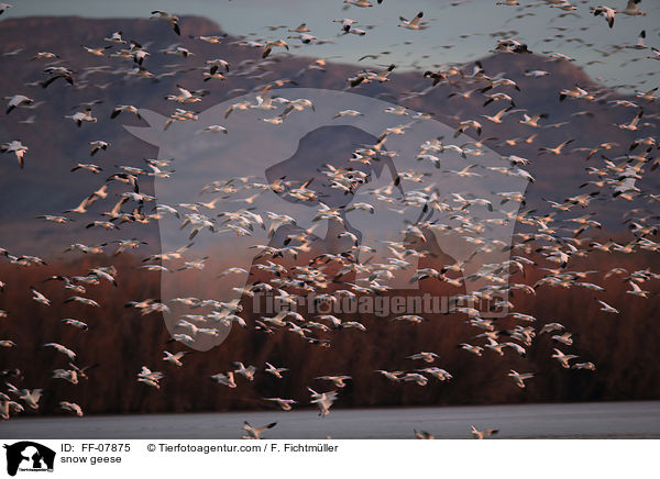 Schneegnse / snow geese / FF-07875