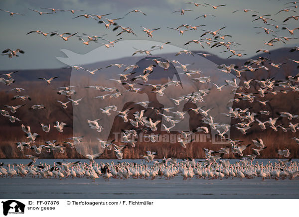 Schneegnse / snow geese / FF-07876