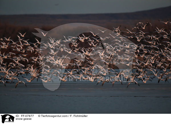 Schneegnse / snow geese / FF-07877