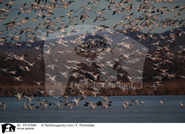 Schneegnse / snow geese / FF-07880