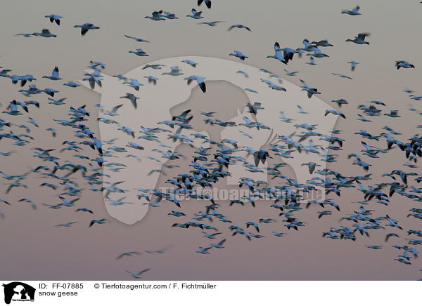 Schneegnse / snow geese / FF-07885