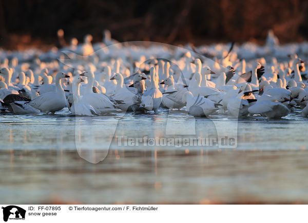 Schneegnse / snow geese / FF-07895