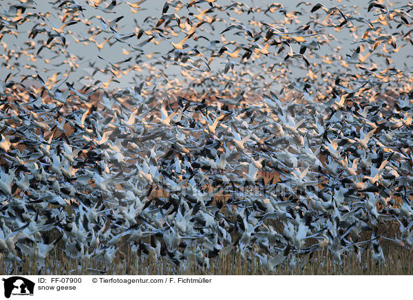Schneegnse / snow geese / FF-07900