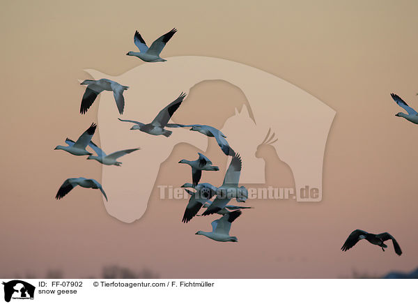 Schneegnse / snow geese / FF-07902