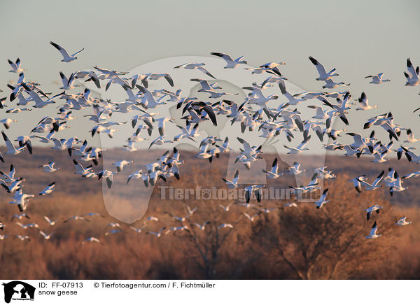 Schneegnse / snow geese / FF-07913