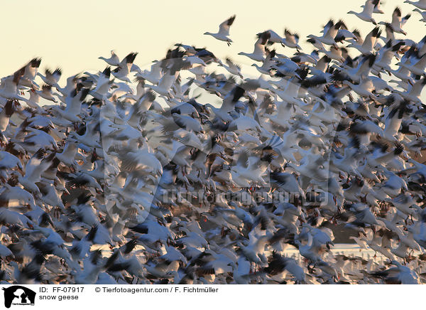 snow geese / FF-07917