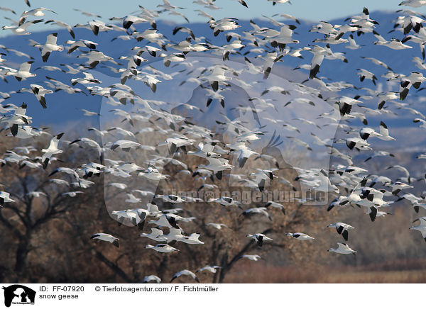 Schneegnse / snow geese / FF-07920