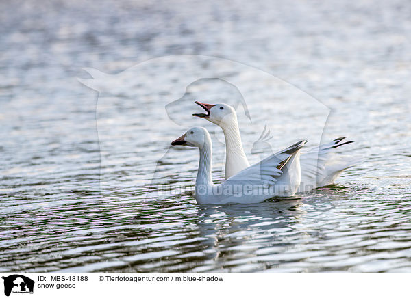 Schneegnse / snow geese / MBS-18188