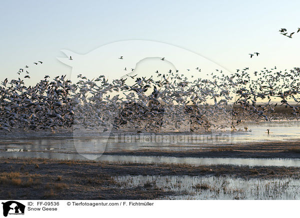 Schneegnse / Snow Geese / FF-09536