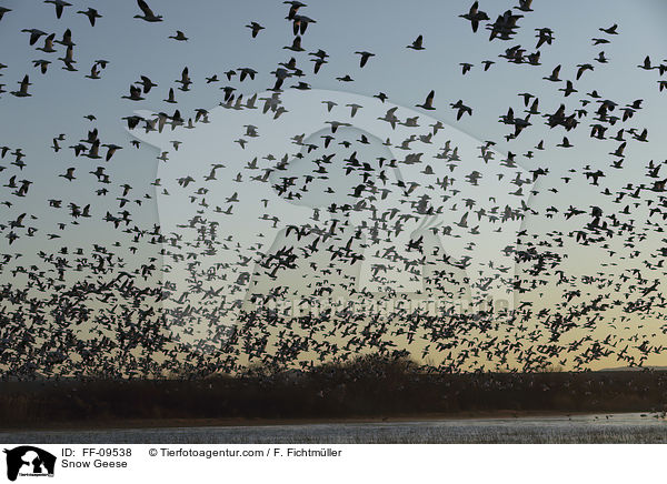 Schneegnse / Snow Geese / FF-09538