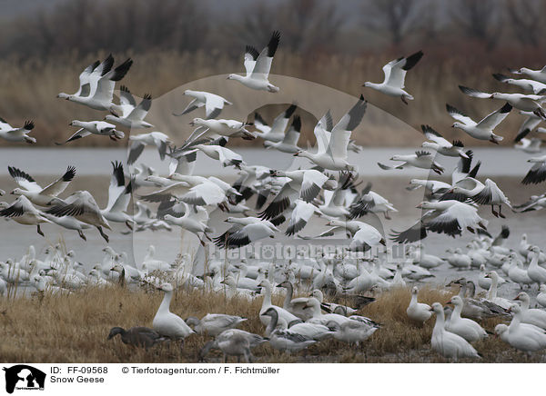 Schneegnse / Snow Geese / FF-09568