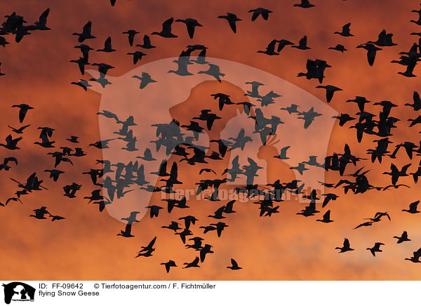 flying Snow Geese / FF-09642