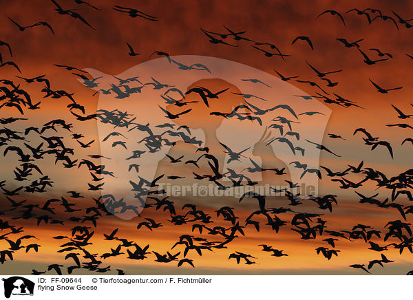 flying Snow Geese / FF-09644