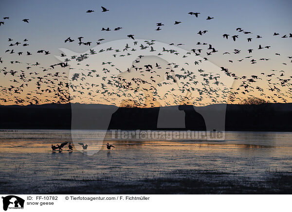 Schneegnse / snow geese / FF-10782