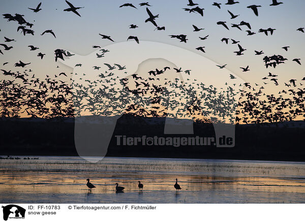 Schneegnse / snow geese / FF-10783