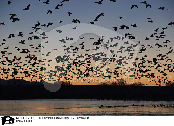 snow geese / FF-10784
