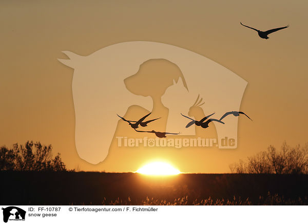 Schneegnse / snow geese / FF-10787