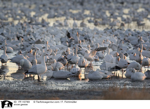 Schneegnse / snow geese / FF-10789