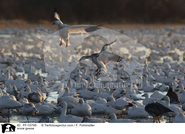 Schneegnse / snow geese / FF-10795