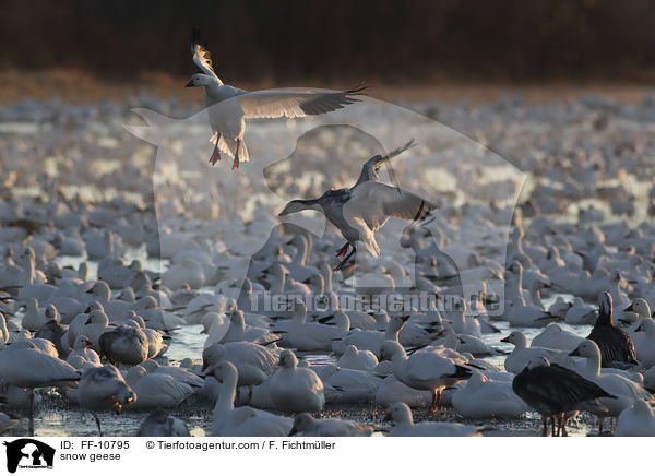 snow geese / FF-10795