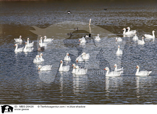 snow geese / MBS-26426