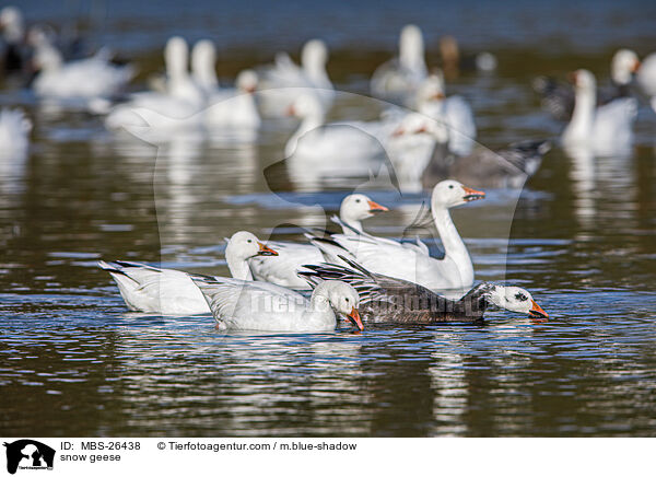 Schneegnse / snow geese / MBS-26438