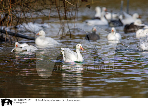 Schneegnse / snow geese / MBS-26441