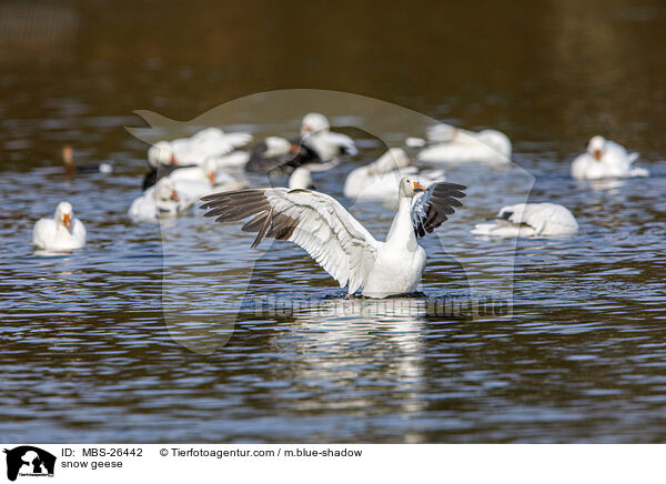 Schneegnse / snow geese / MBS-26442