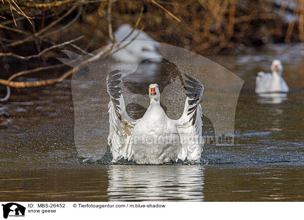 Schneegnse / snow geese / MBS-26452