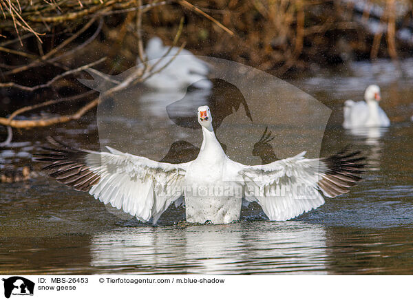 Schneegnse / snow geese / MBS-26453