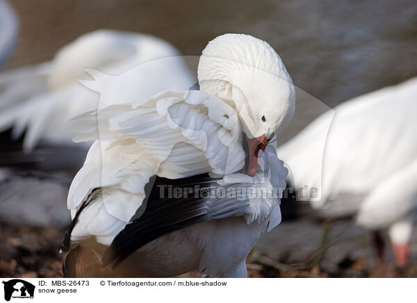 Schneegnse / snow geese / MBS-26473