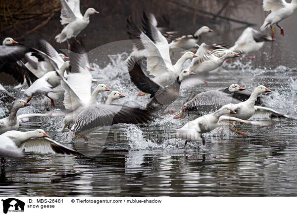 Schneegnse / snow geese / MBS-26481