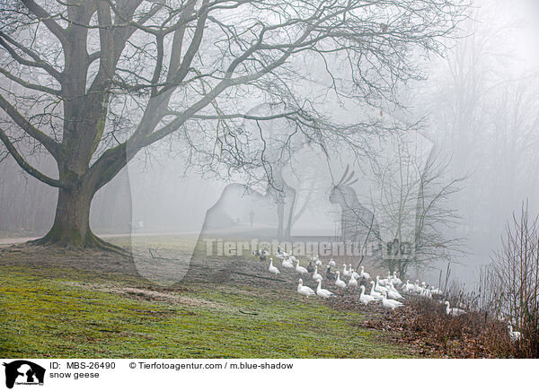 snow geese / MBS-26490
