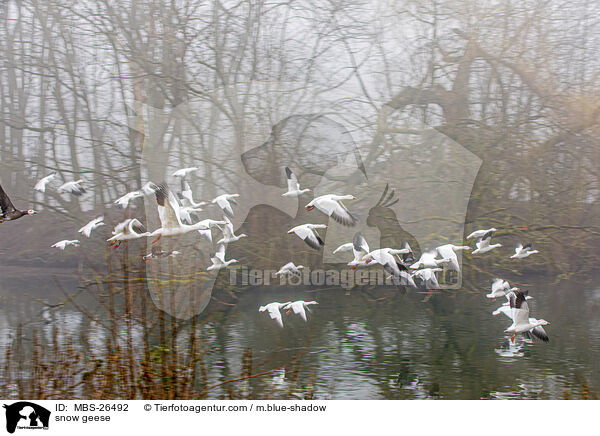Schneegnse / snow geese / MBS-26492