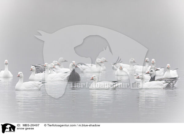 Schneegnse / snow geese / MBS-26497