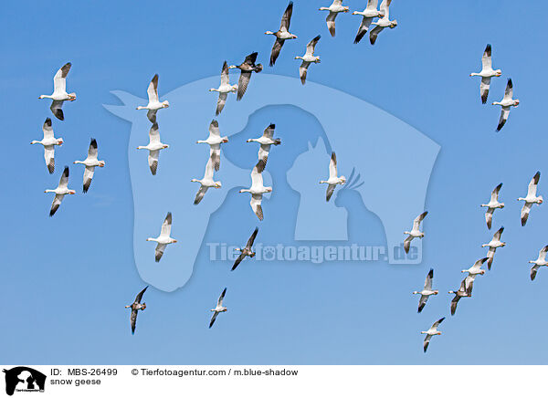 snow geese / MBS-26499