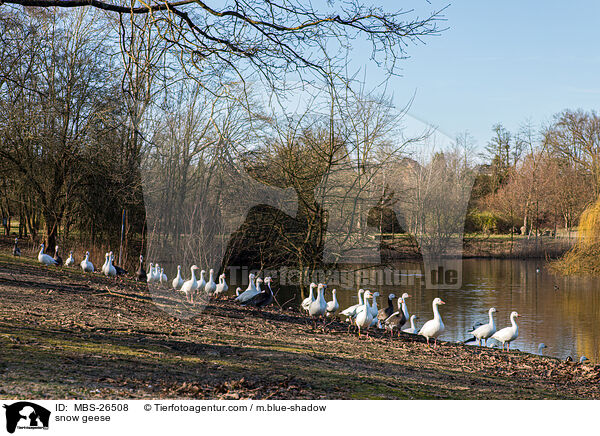 Schneegnse / snow geese / MBS-26508