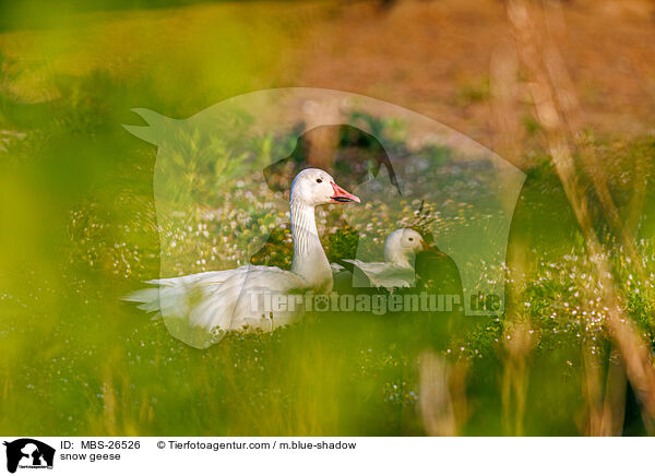 Schneegnse / snow geese / MBS-26526