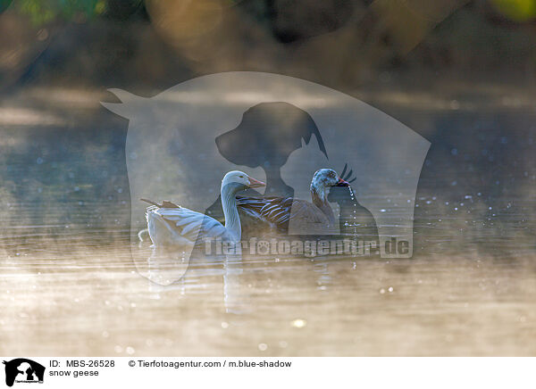 Schneegnse / snow geese / MBS-26528