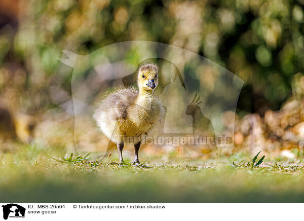 Schneegans / snow goose / MBS-26564