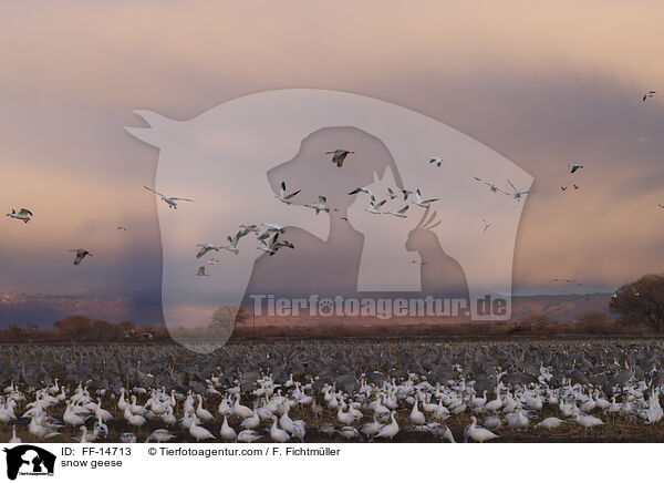 snow geese / FF-14713