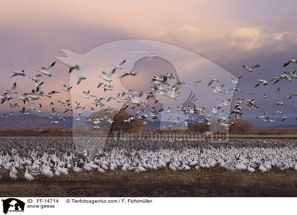 snow geese / FF-14714