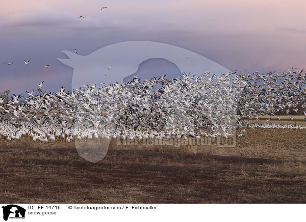 Schneegnse / snow geese / FF-14716