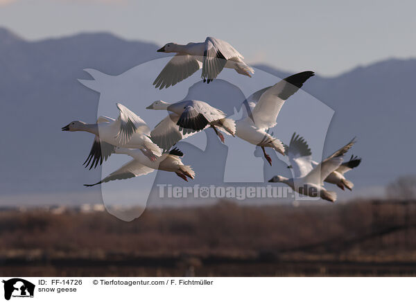 Schneegnse / snow geese / FF-14726