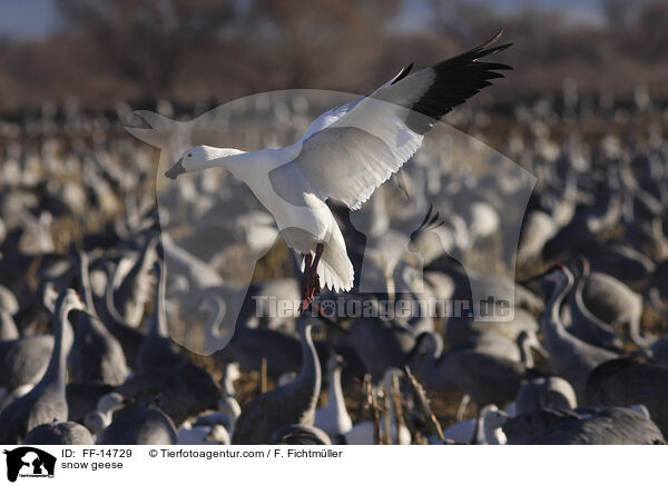 Schneegnse / snow geese / FF-14729