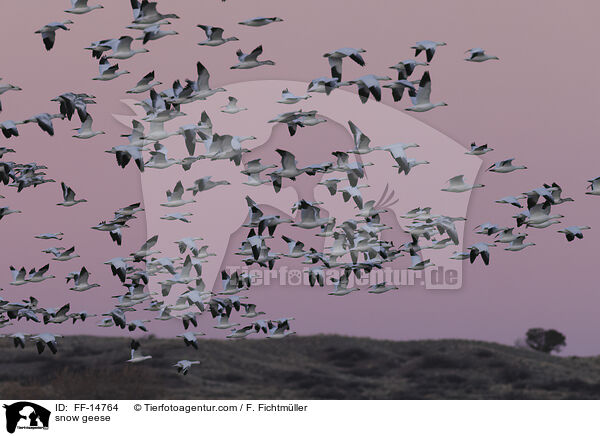 Schneegnse / snow geese / FF-14764