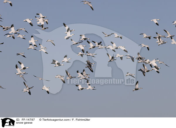Schneegnse / snow geese / FF-14787